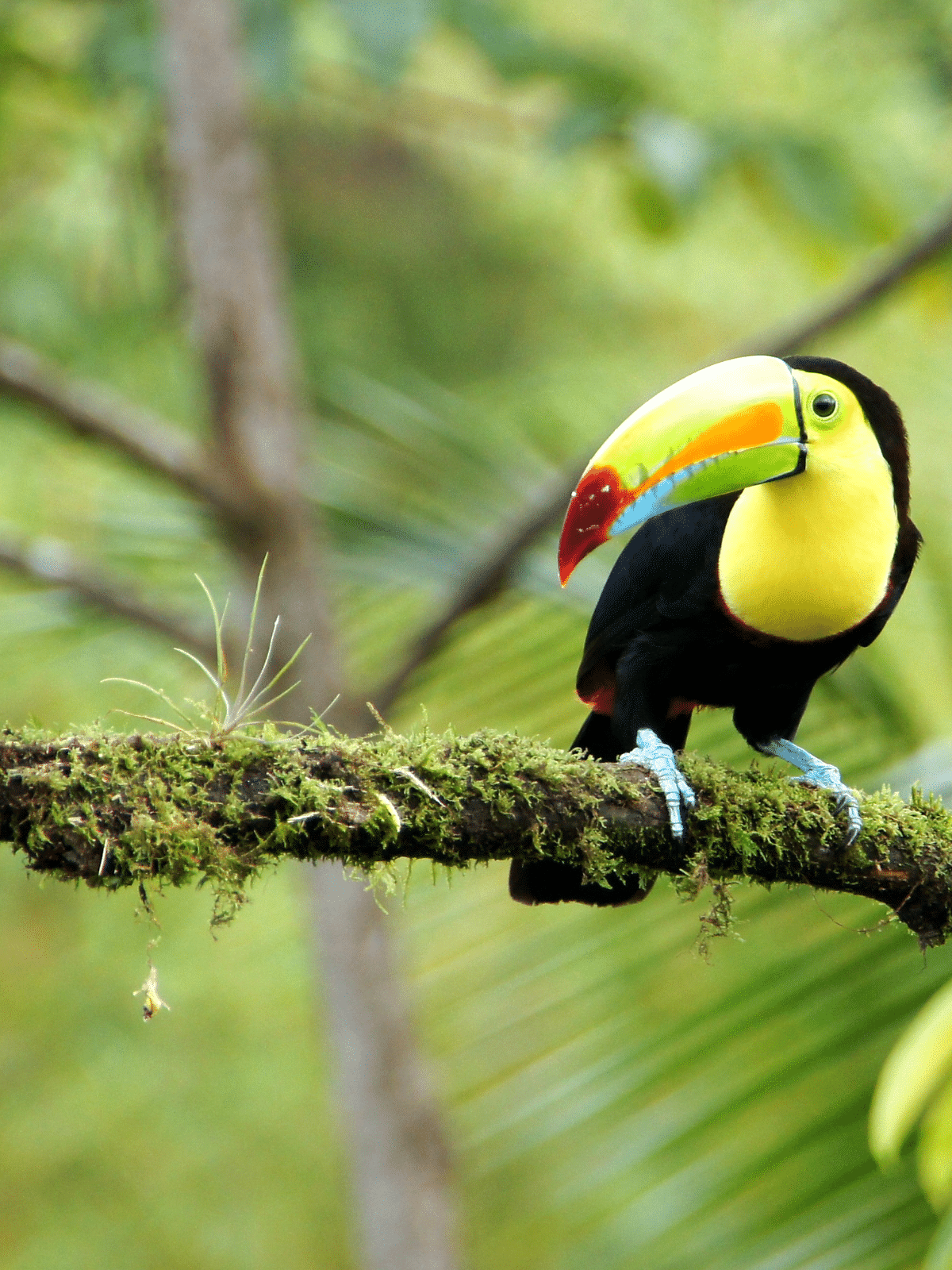 INSIDEOUT- Nature lovers Costa Rica article